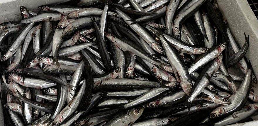 Pesce azzurro fresco in una cassetta